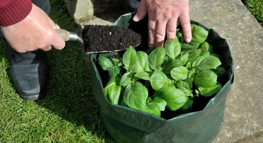 Hände fügen Erde zu einem Pflanzsack Kartoffeln hinzu, der bereits grüne Triebe zeigt.