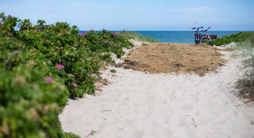 Sandiger Weg zum Dierhagen Strand, gesäumt von Rosenbüschen. Zwei Fahrräder warten am Meer.