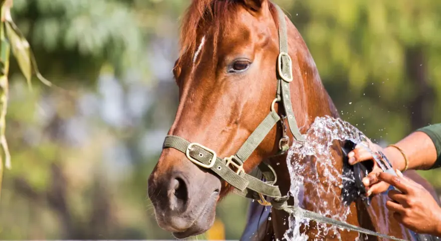 Un cheval brun est arrosé pour éviter le coup de chaleur. L'eau éclabousse son flanc pendant qu'une main le brosse.