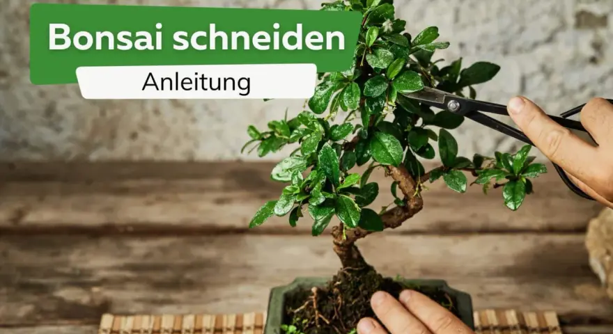 Eine Hand hält eine Schere, um einen Bonsai zu schneiden. Die Anleitung zeigt, wie man die kleinen Bäume formt.