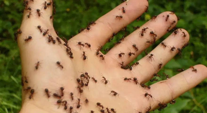 Dłoń pokryta mrówkami. Zastanawiasz się, co odstrasza mrówki? Może zapach cytrusów lub cynamonu?