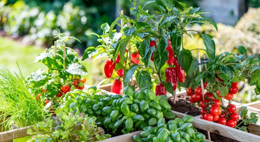 Ein Hochbeet mit Tomaten, Basilikum, Salat und roten Paprika. Sie sind gute Nachbarn im Garten und wachsen prächtig.