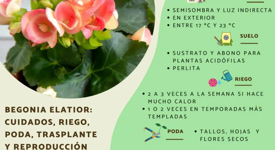 Begonia elatior con flores rosadas, cuidados: semisombra, riego, poda y reproducción por esquejes.