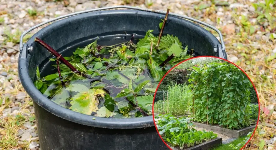 Wiadro z pokrzywami do przygotowania wywaru z pokrzywy do podlewania kwiatów. W tle ogród z grządkami warzywnymi i fasolką szparagową.
