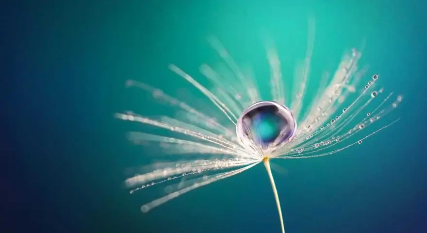 Goutte d'eau sur un pissenlit, une œuvre de macrophotographie artistique.