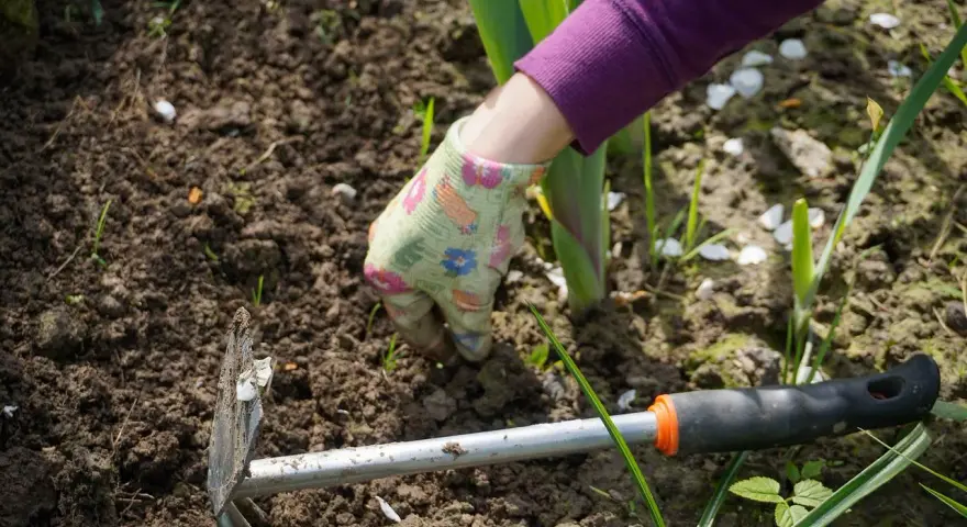 Mano guantata che lavora la terra con una zappa, pronta a sarchiare il terreno per far crescere le piante.