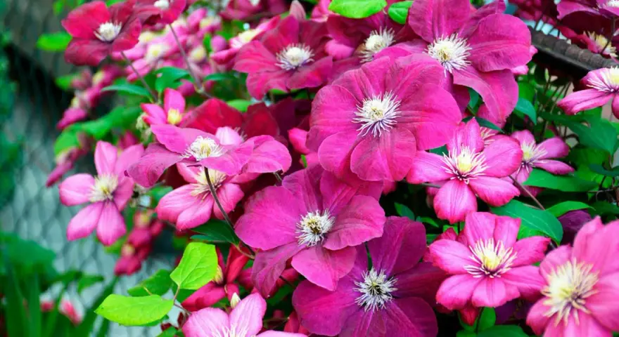 En frodig klätterväxt med många blommor i olika nyanser av rosa och lila. Vackra klematis sorter som blommar rikligt.