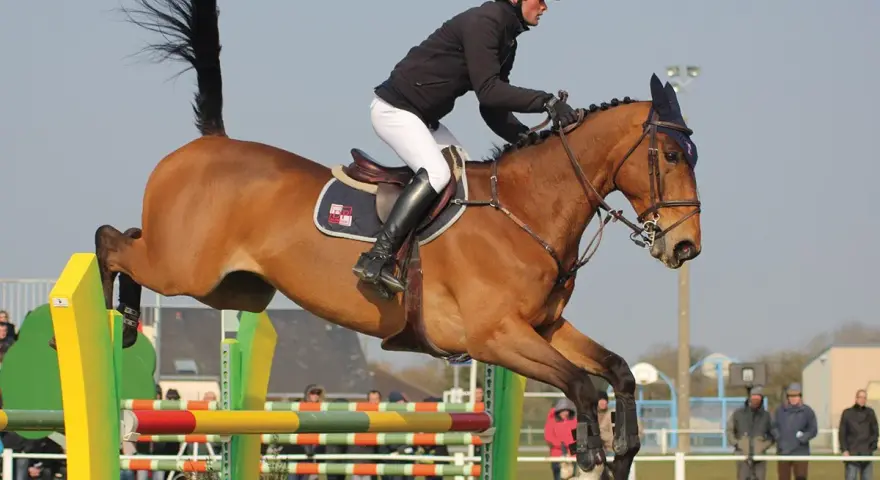 Un cheval bai, tel un **drako de maugre**, franchit un obstacle de saut d'obstacles avec son cavalier.