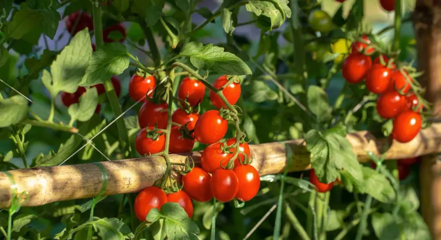 A vine laden with ripe cherry tomatoes, with clusters showing how many tomatoes per plant.
