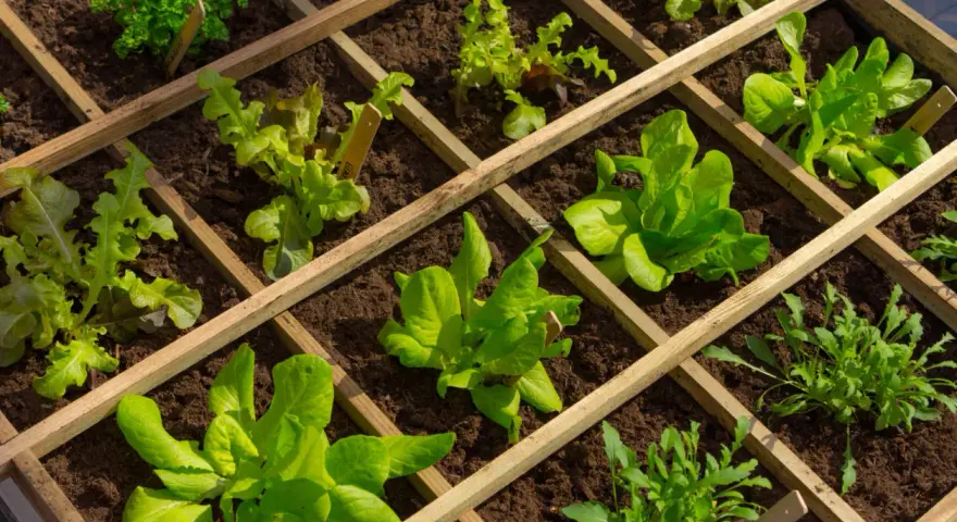 Un orto in giardino ben organizzato con lattughe e rucola in aiuole quadrettate di legno.