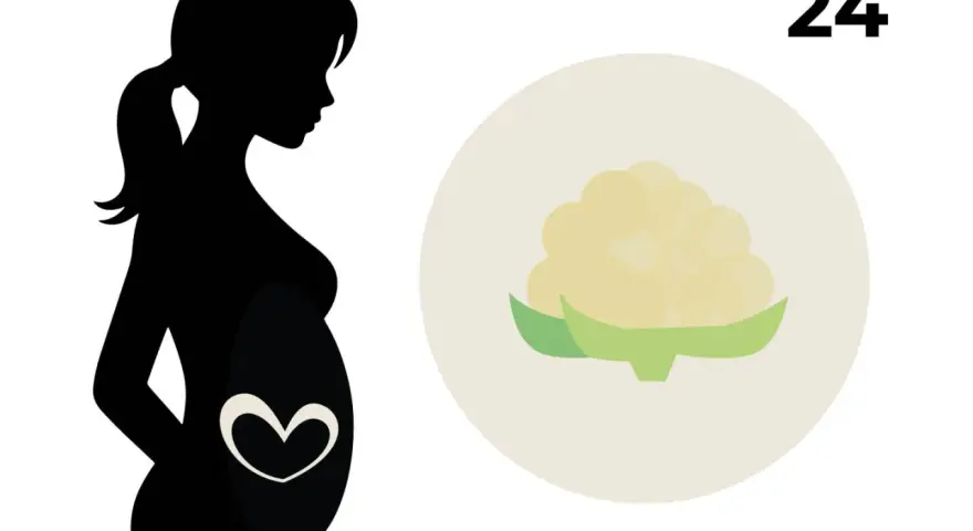 Silhouette einer schwangeren Frau mit einem Herzsymbol auf dem Bauch. Daneben eine Blume, die an Blumenkohl erinnert, und die Zahl 24. 24. SSW.