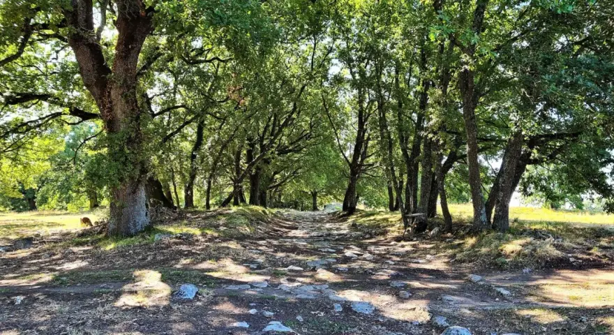 Sentiero lastricato tra alberi ombrosi, un'eco della via Flaminia.