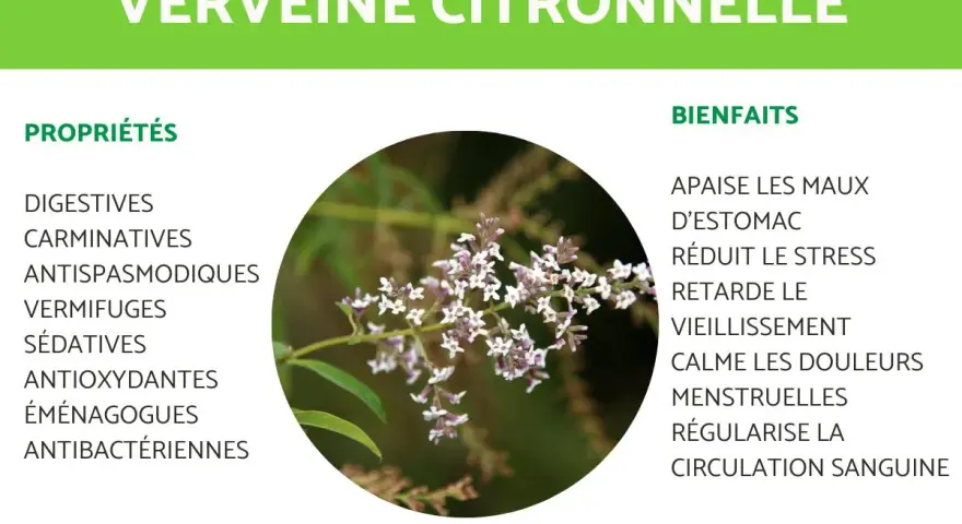 Verveine citronnelle, plante aux multiples bienfaits pour la santé, idéale en tisane. Apaise maux d'estomac, réduit stress.