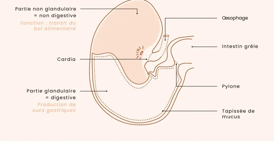 Schéma du estomac cheval, montrant ses parties non glandulaire et glandulaire, le cardia, le pylone, l'œsophage et l'intestin grêle.