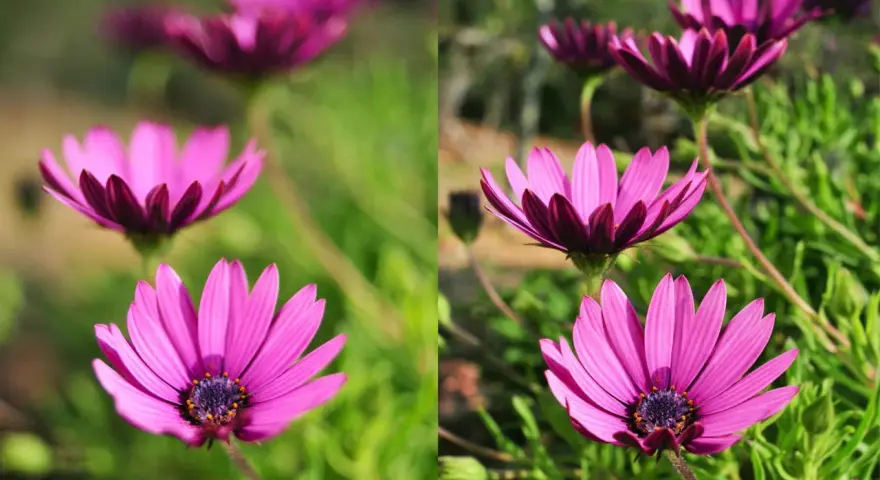 Dwa ujęcia kwiatów osteospermum. Po lewej, z małą głębią ostrości, widać rozmyte tło. Po prawej, z dużą głębią ostrości, szczegóły otoczenia są wyraźniejsze.