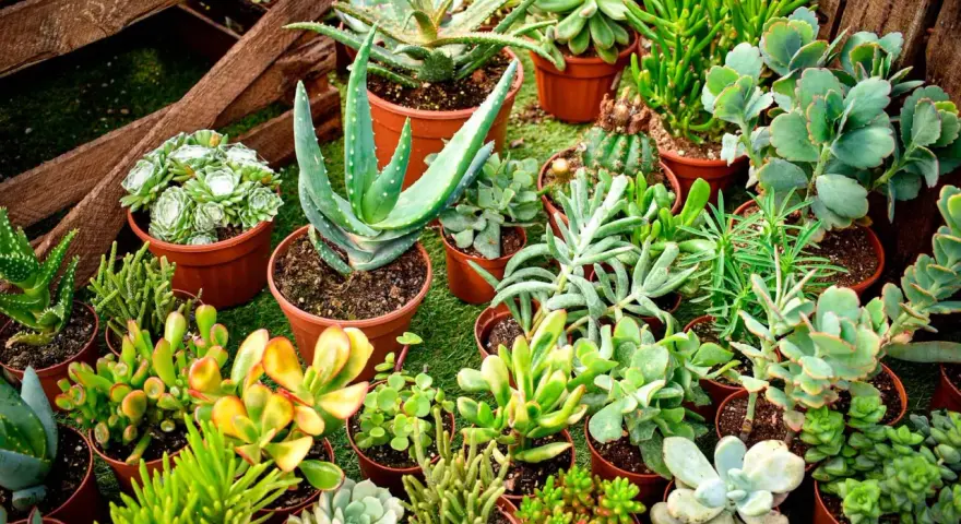 Variedad de plantas crasas en macetas, incluyendo aloe vera y suculentas de diversas formas y colores, dispuestas sobre césped artificial.