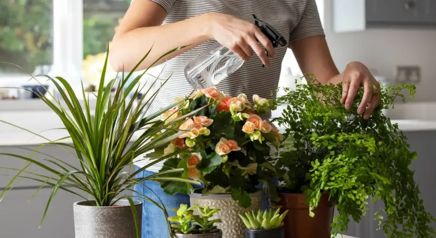 Persona rocía agua sobre plantas para la cocina, incluyendo un helecho frondoso y flores rosadas.