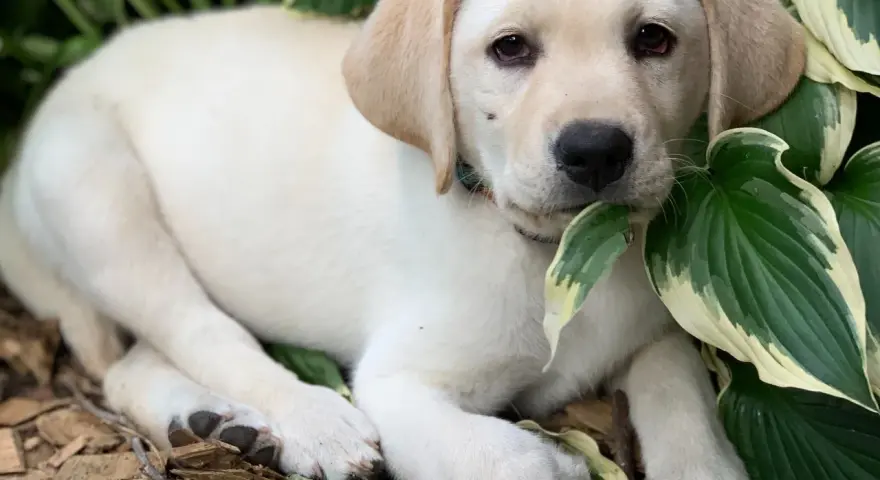 Jak wygląda szczeniak labradora? Poznaj jego urokliwe cechy