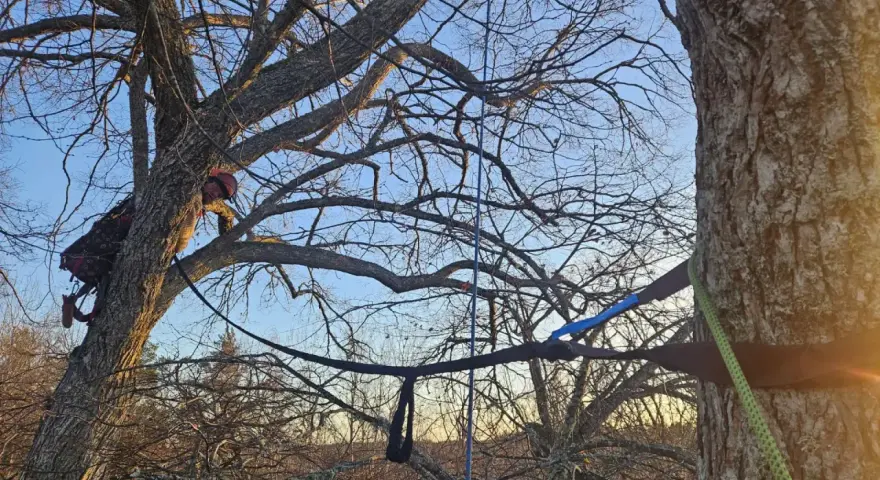 Person klättrar i ett träd för att beskära lönn vinter. Solen går ner bakom grenarna.