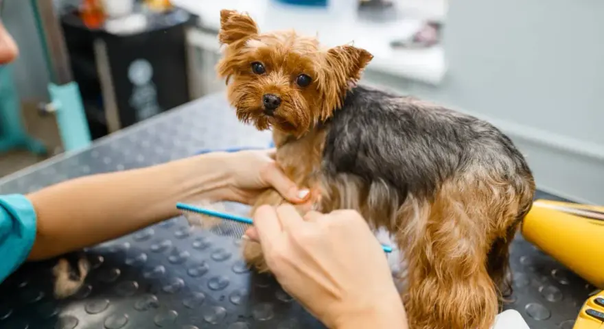 Yorkshire terrier czeka na rozczesanie kołtunów. Groomer delikatnie rozplątuje sierść grzebieniem, by piesek znów był piękny.