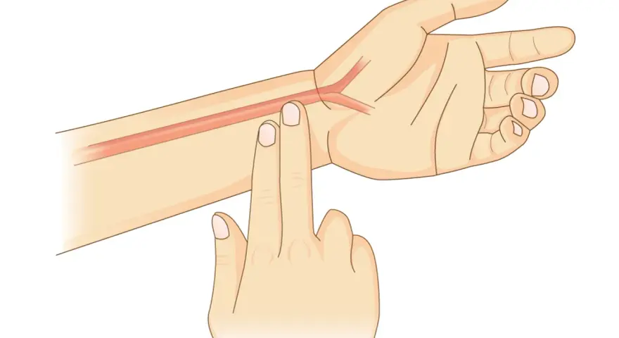 Zwei Finger auf dem Handgelenk, um den Puls zu messen. Eine Arterie ist sichtbar.