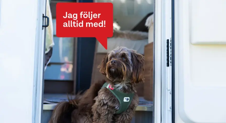 En brun hund med en grön sele sitter vid dörren till en husbil. En pratbubbla säger "Jag följer alltid med!". Perfekt för den som vill campa med hund.