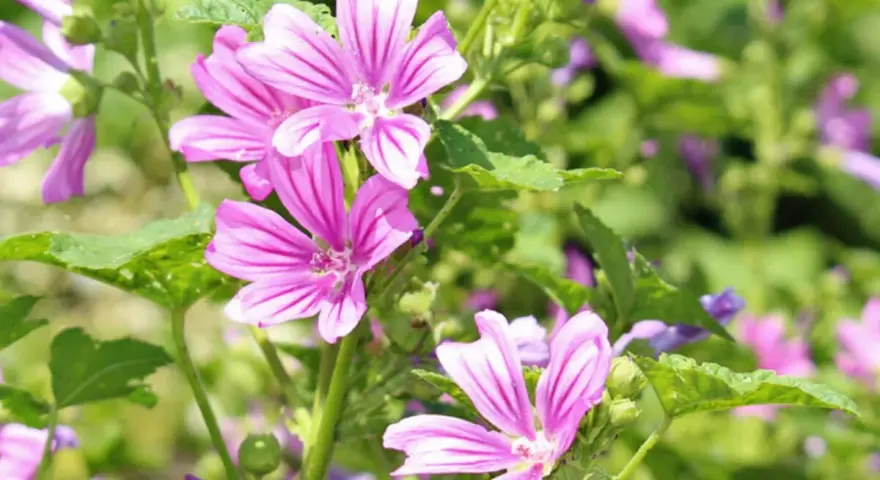 Zarte, pinke Blüten der **wilden Malve** mit dunkleren Streifen entfalten sich im satten Grün.