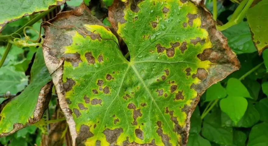 Blatt mit braunen Flecken und gelben Rändern, deutet auf Kaliummangel hin.