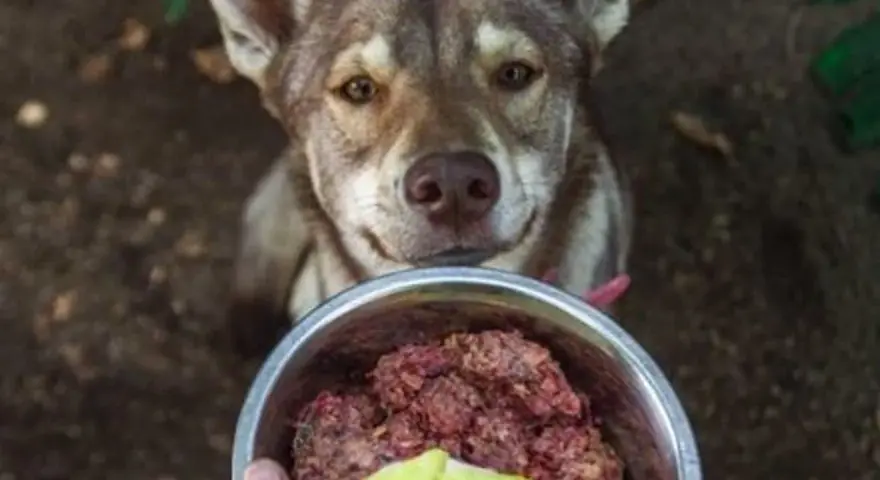 Chien regardant un bol de nourriture crue. Avis vétérinaire sur le barf chien : une alimentation saine.