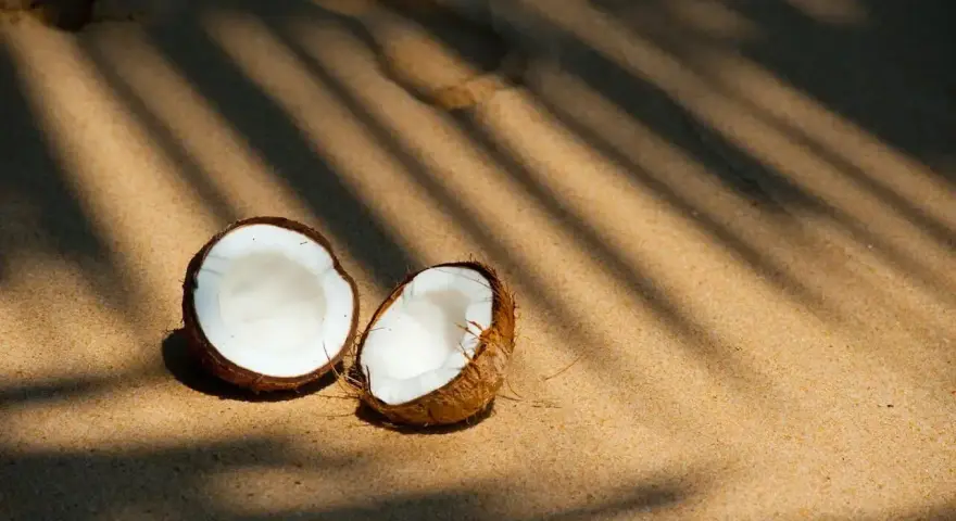 Połówki kokosa na piaszczystej plaży w cieniu liści palmowych.