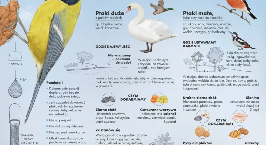 Słonina dla ptaków to dobry pokarm zimą. Na ilustracji widać różne rodzaje karmników i ptaki.