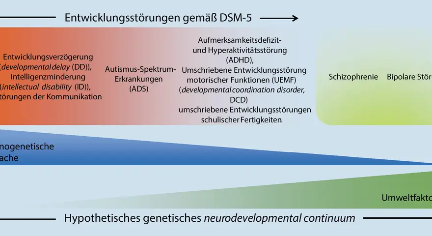 Schema von Entwicklungsstörungen nach DSM-5, mit Kategorien wie ADHS, Autismus und Intelligenzminderung.