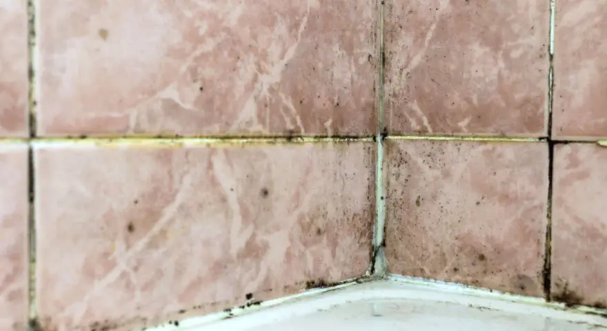 Mörk mögelväxt längs fogarna på rosa kakel i ett badrum, ett tydligt tecken på fuktskada.