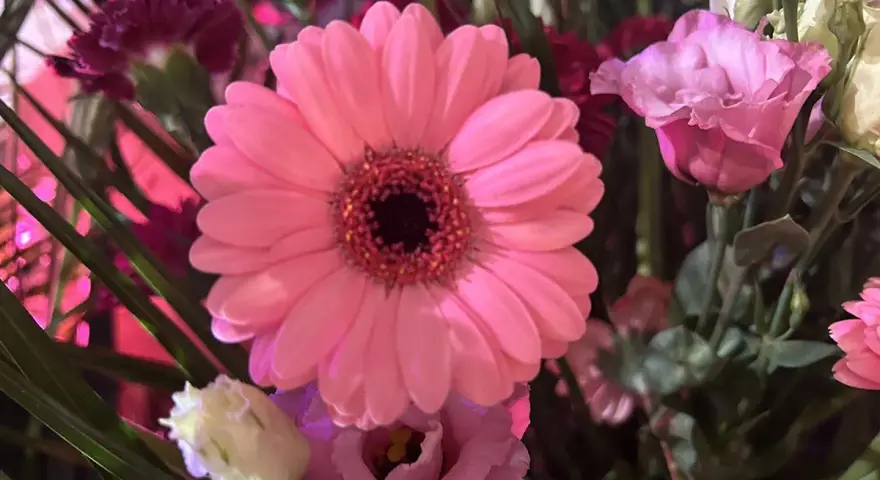 Różowa gerbera doniczkowa w bukiecie z innymi kwiatami.