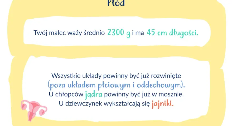 34 tydzień ciąży: płód waży 2300g, ma 45cm. Rozwijają się układy, u chłopców jądra, u dziewczynek jajniki.