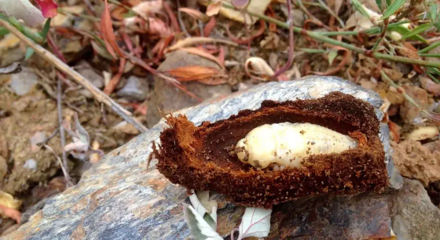 Larva de gusano cabezudo en su capullo de tierra. Aprende cómo eliminar el gusano cabezudo para proteger tus plantas.