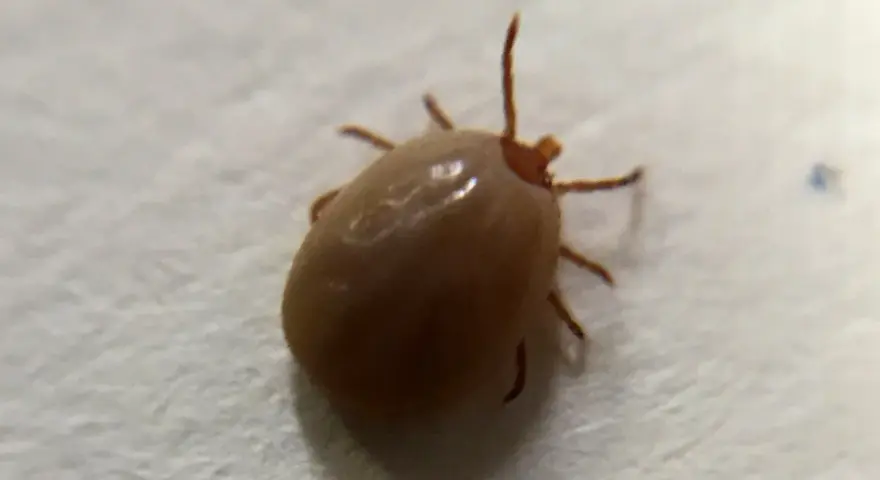 Garrapata solitaria, un recordatorio de las plagas de garrapatas que pueden afectar a mascotas y humanos.