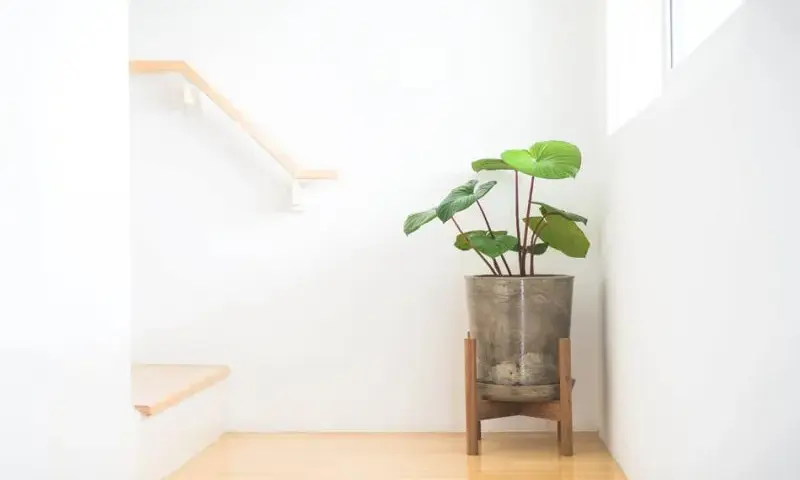 Jak zbudować drewniany kwietnik? Poradnik DIY krok po kroku