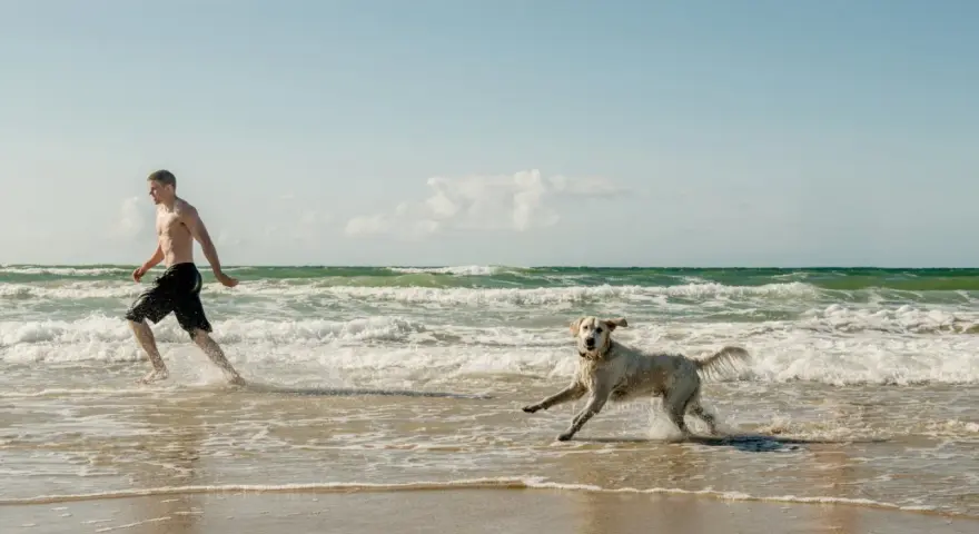 En man och hans hund njuter av en hund resa till Danmark vid havet. De springer glatt i vattnet på en sandstrand.