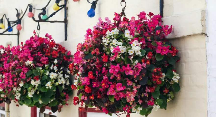 Bunte Begonien schmücken den Balkon. Hängende Körbe voller roter, pinker und weißer Blüten leuchten vor der Hauswand.