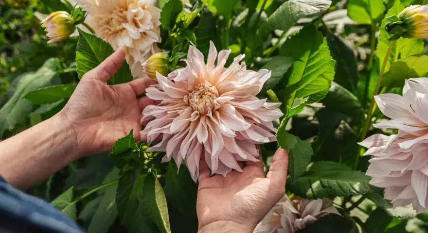 Händer som varsamt håller en stor, ljusrosa dalia blomma bland gröna blad.