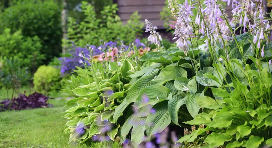 En lummig trädgård med frodiga blad och lila blommor. En perfekt plats att plantera perenner för en vacker sommar.