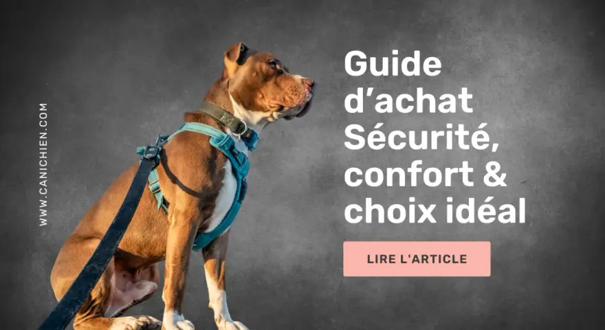 Un chien portant un harnais bleu est assis, regardant vers la droite. Le texte indique "Guide d'achat Sécurité, confort & choix idéal". Le bon **taille harnais** est essentiel.