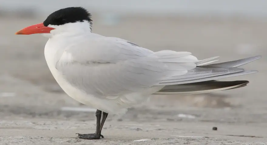 Rybitwa wielkodzioba z czarną czapeczką i pomarańczowym dziobem stoi na piasku.