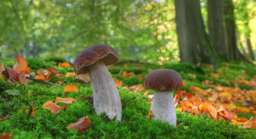 Grzybobranie z noclegiem: Polska. Gdzie znajdziesz grzybowe eldorado?