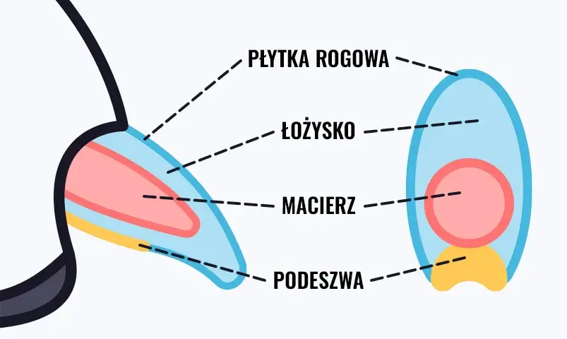 Kiedy obcinać pazury szczeniakowi? Zdrowe łapy, bez stresu!