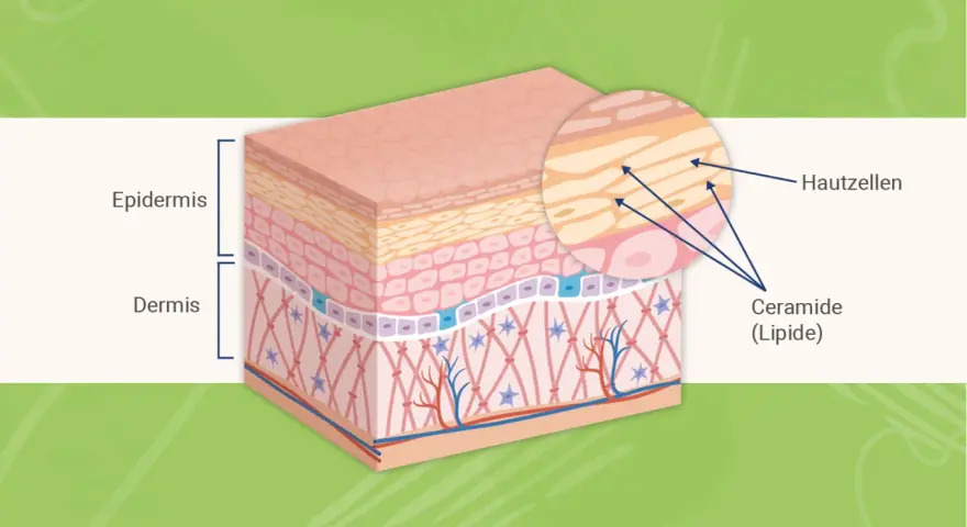 Hautschichten: Epidermis und Dermis. Nahaufnahme zeigt Hautzellen und die wichtige Ceramide (Lipide) Wirkung für die Hautbarriere.
