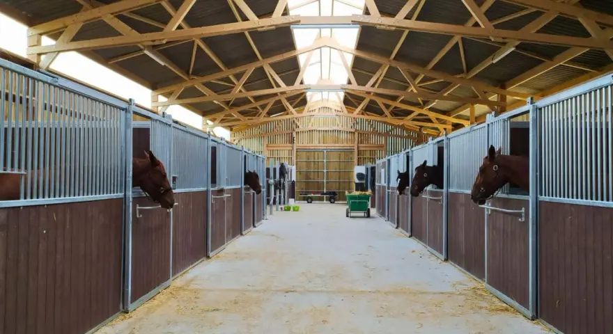 Cheval curieux dans sa stalle, dans une écurie moderne offrant une stabulation libre spacieuse et lumineuse.