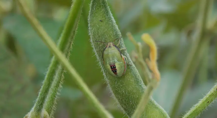 Un insecto verde con marcas rojas y negras, una de las chinches de campo, descansa sobre una vaina de soja peluda.