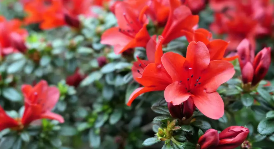 Rojo vibrante de azaleas en flor, con detalles de sus pétalos y hojas verdes. Consejos para sus azalea cuidados.